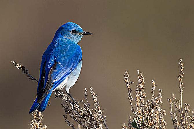 上帝和知更鸟,知更鸟为什么叫上帝之鸟