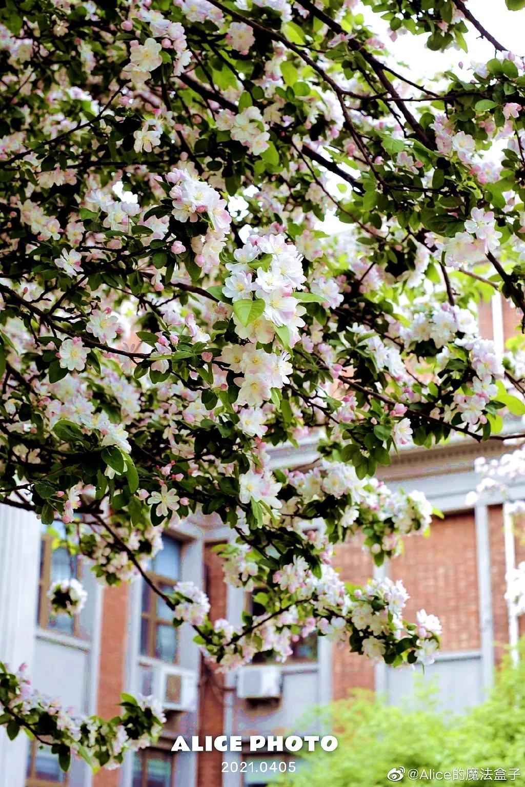 重庆南开中学在全国排名,南开中学很有名吗