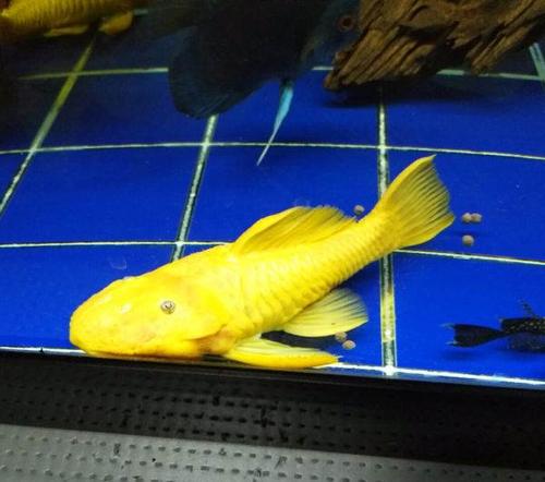 清道夫观赏鱼除藻,观赏鱼中的清道夫