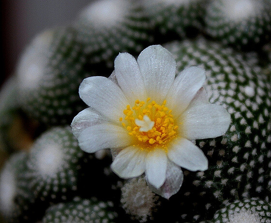 “常年丑貌君不问，一日花红万户惊”——仙人掌的产地及精品赏析
