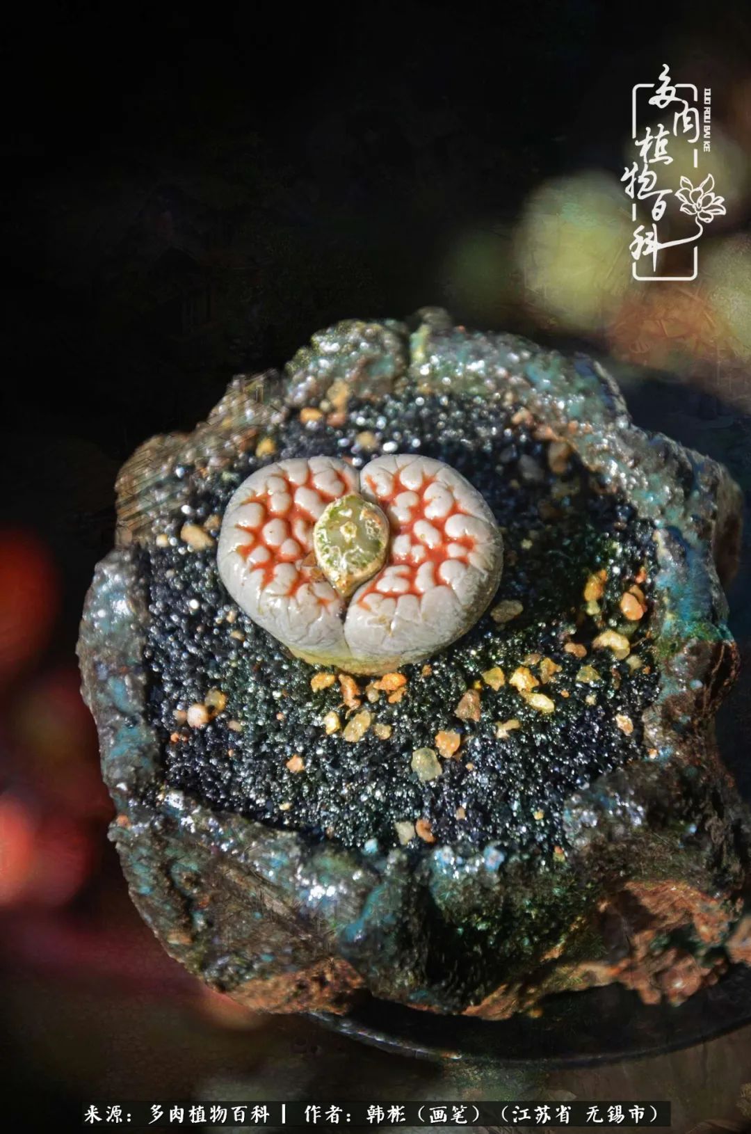 听音乐赏多肉,听音乐赏花赏美景