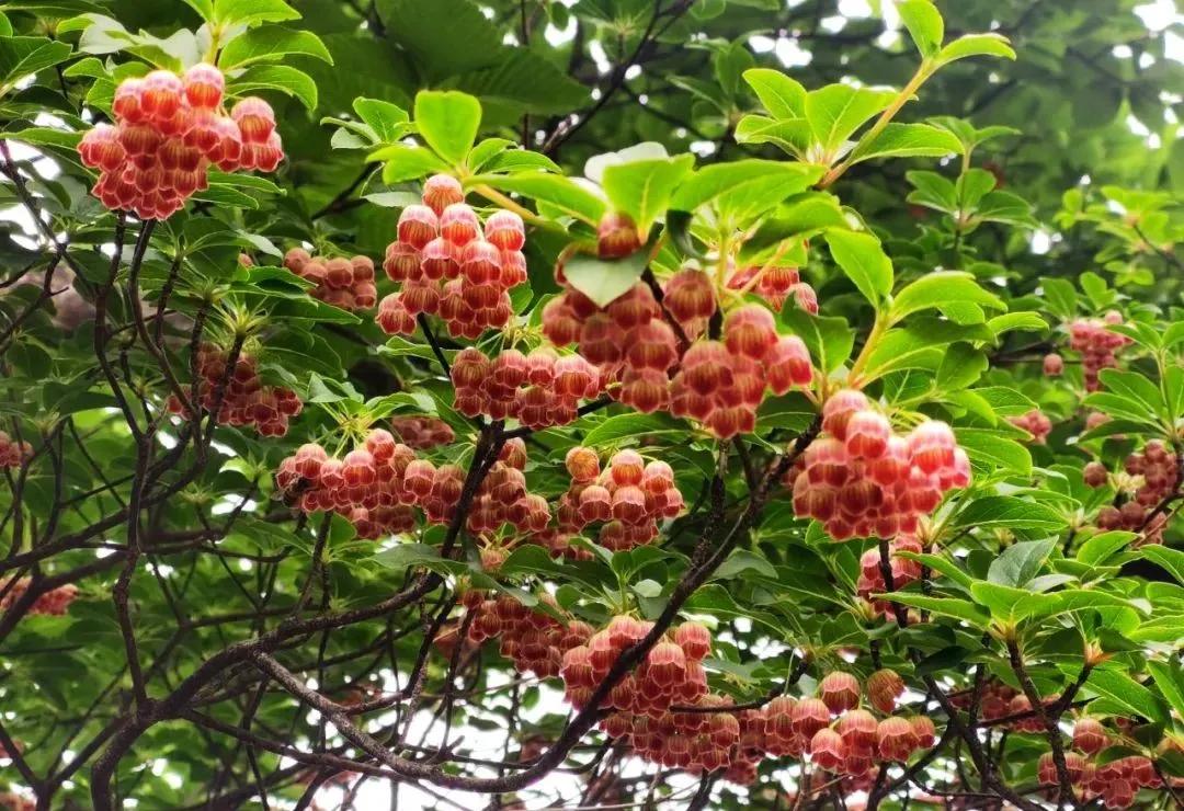 六月，来黄山寻找属于你的快乐星球！