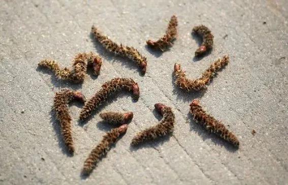 柳絮杨絮导致眼睛过敏鼻子难受,柳絮满天飞过敏流鼻涕