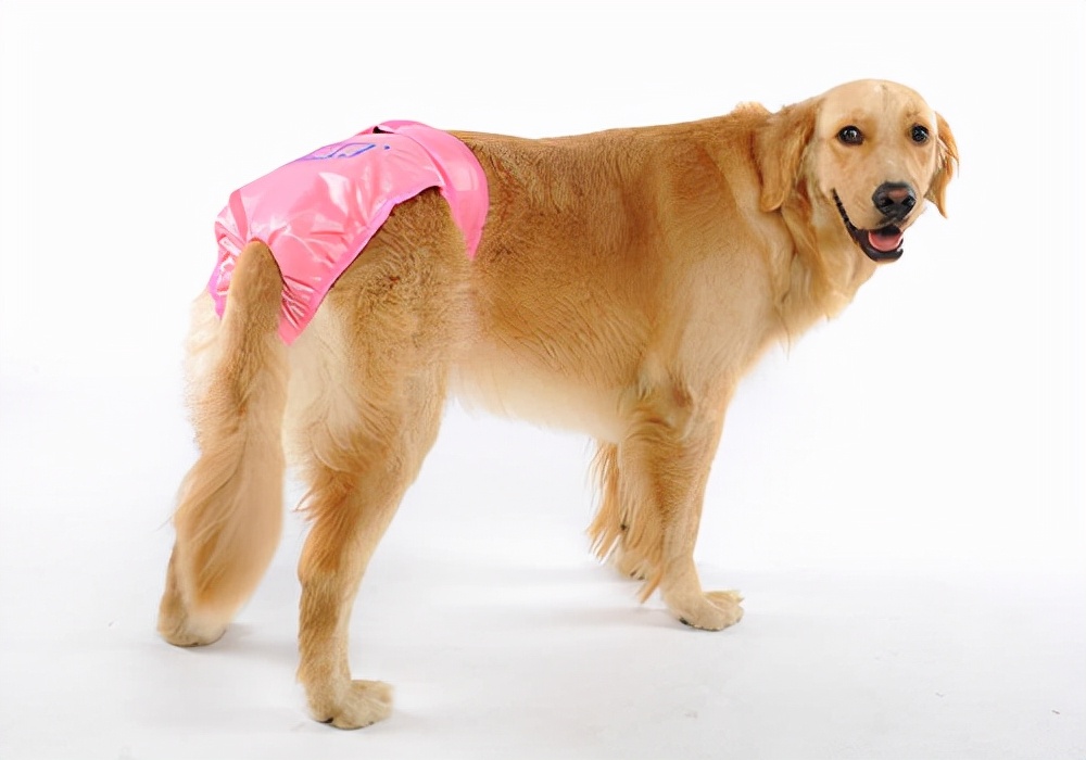 养宠心得：狗狗尿中有血是怎么回事？护理尿血狗狗的措施参考