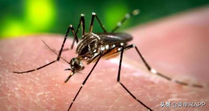 治疗登革热花费近万元,在柬埔寨你还敢生病?