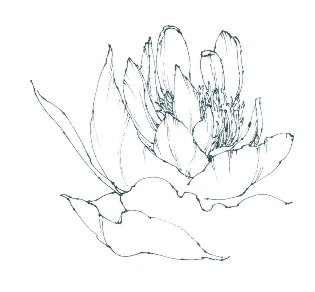 春日写生浪漫樱花,春季樱花写生季