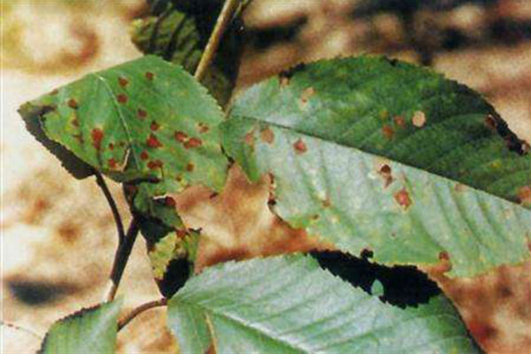 梅花有哪些病虫害,梅花病害及治疗方法