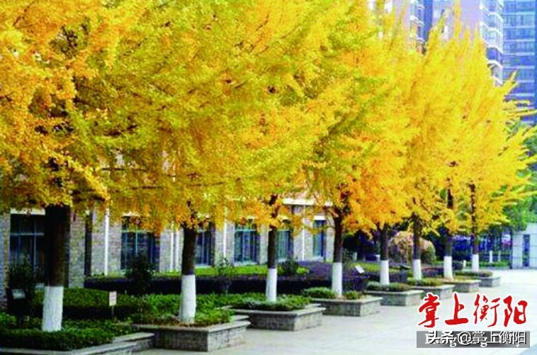 国家文明校园评比,湖南省文明校园衡阳