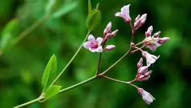 回农村有什么好种植的创业门路,现在回农村创业种植什么好暴利