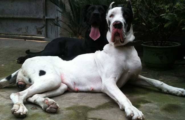 狗狗不爱吃狗粮吃什么改善,狗狗不爱吃狗粮这是什么原因