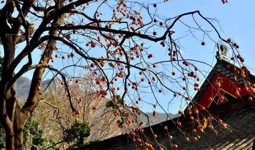 登封少林寺冬日,冬日登封龙山
