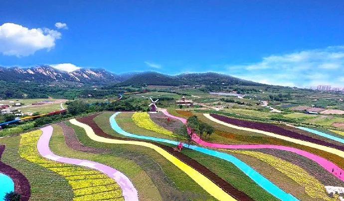 美哭了天津薰衣草花海盛放,美cry