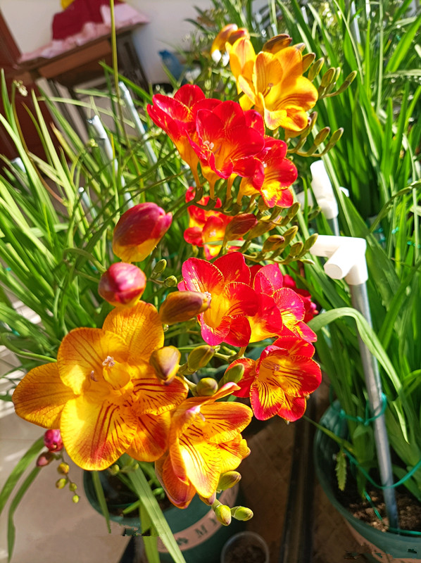 5种花香香水,哪种香水花最好最好闻