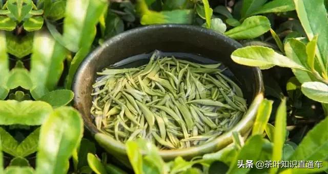 怎么辨别碧螺春的好坏,如何鉴别碧螺春的真伪和等级呢