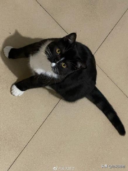 铲屎官的真相,铲屎官养了四只一模一样的猫