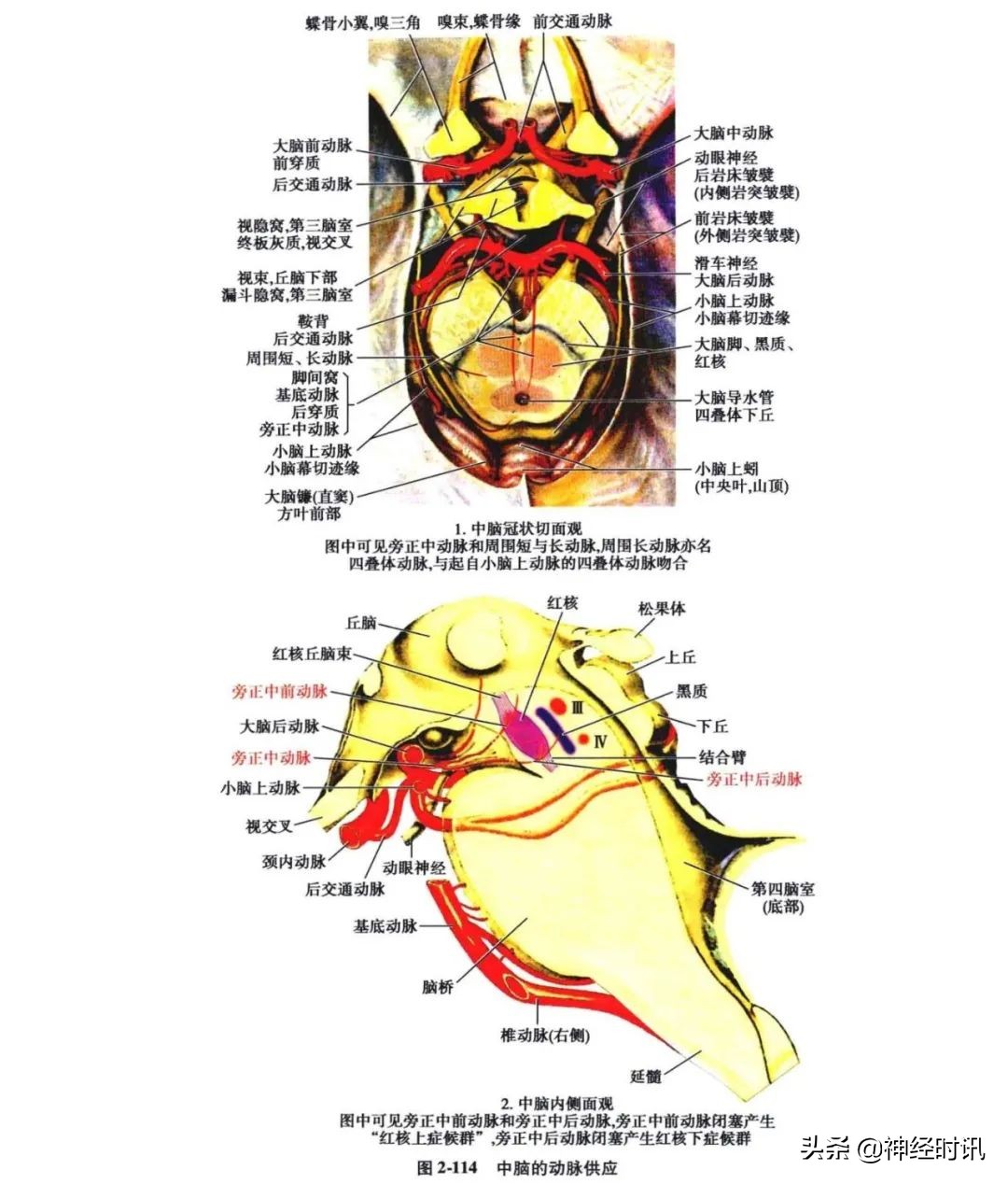 脑干解剖,脑干神经解剖