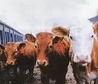 筑牢国门生物安全防线,国门生物安全当好国门卫士