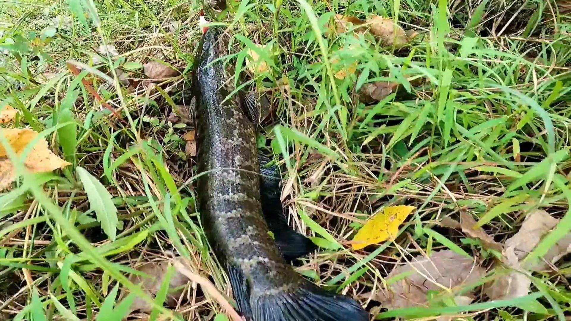 黑鱼雷强手法,雷强钓黑鱼绝密配方