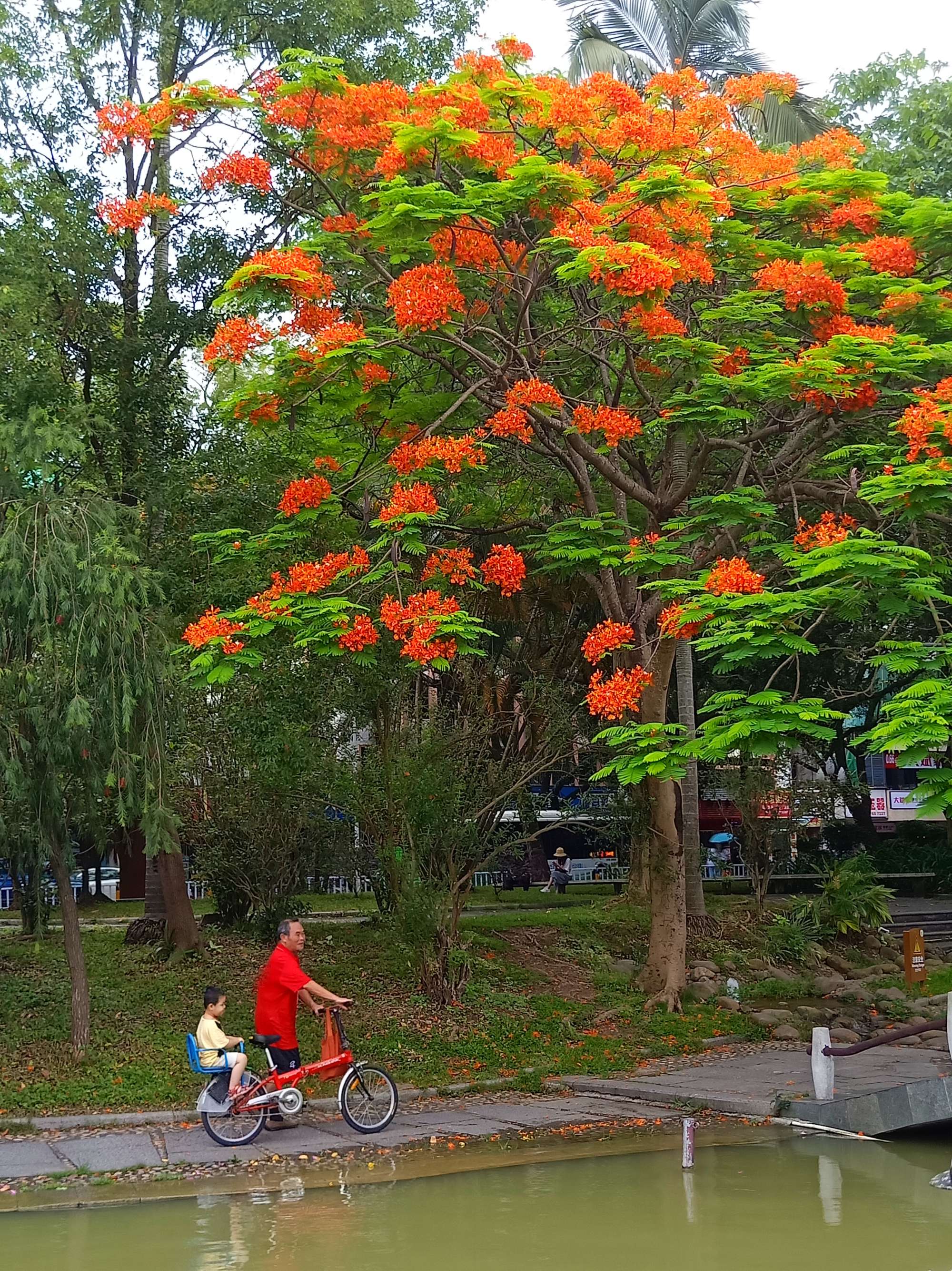 毕业季的凤凰花和栀子花,毕业季凤凰花开的时候