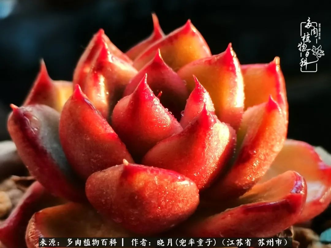 六年时间环游22个国家，却被多肉小萌物征服