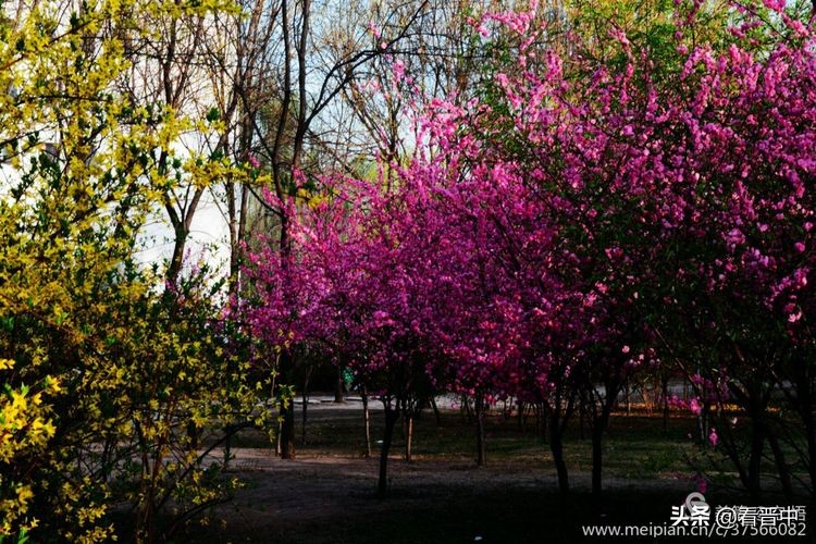 山西农大美丽的校园,山西农大校园风光