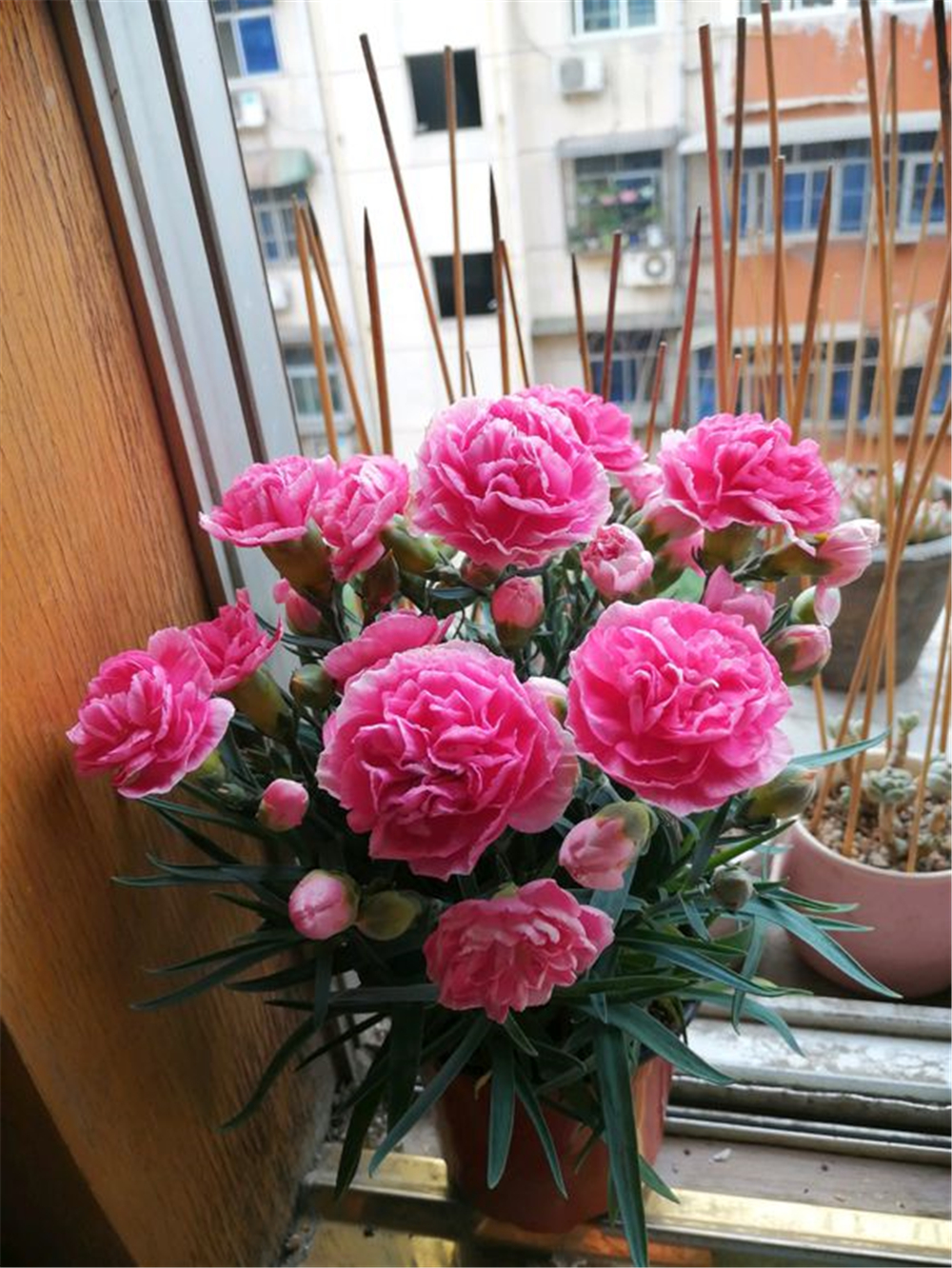 康乃馨花苞发蔫发黄如何修剪,康乃馨蔫了怎么救活