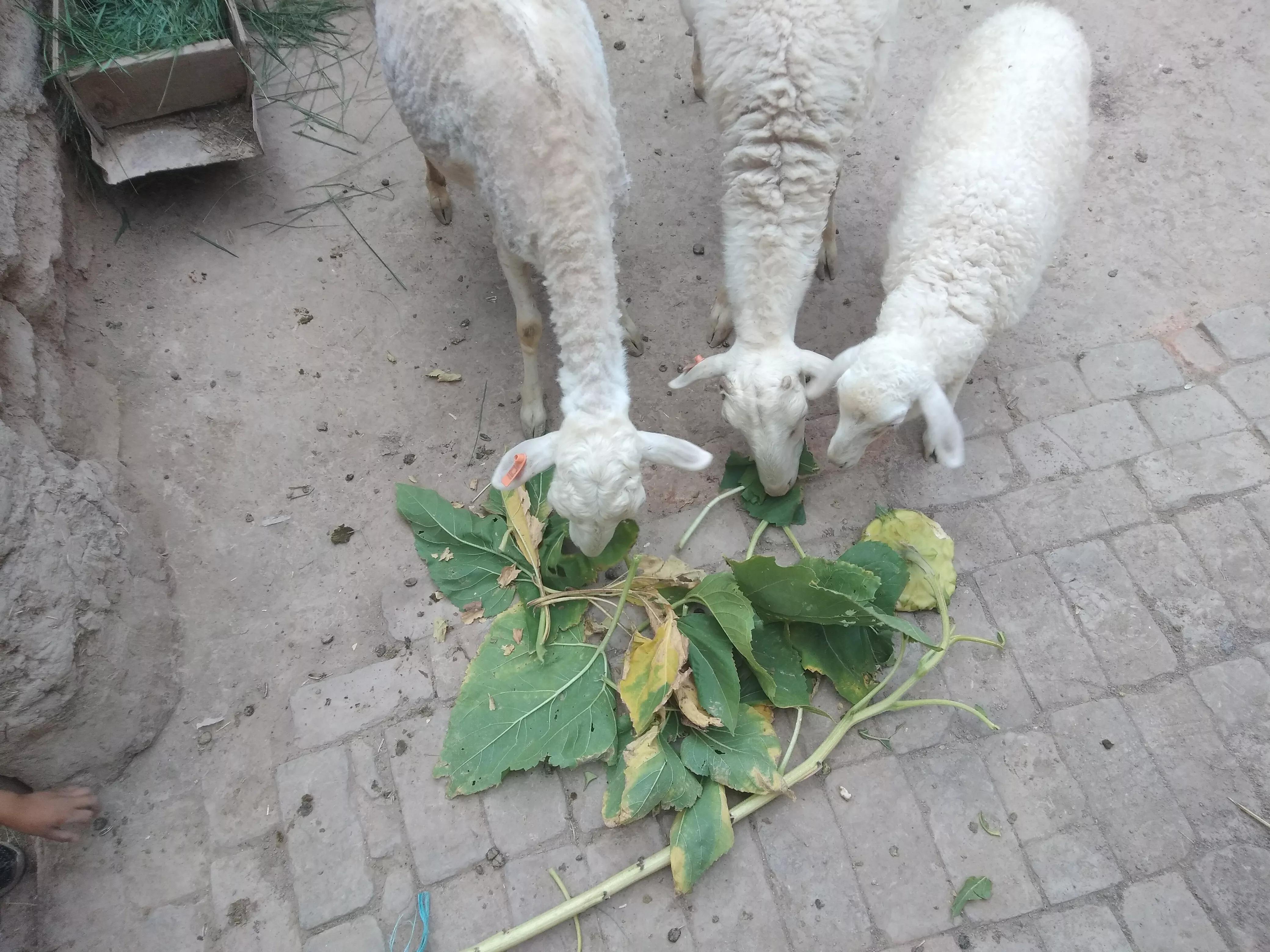 未来3年农村养殖什么最有前景,未来十大养殖前景农民该怎样创业