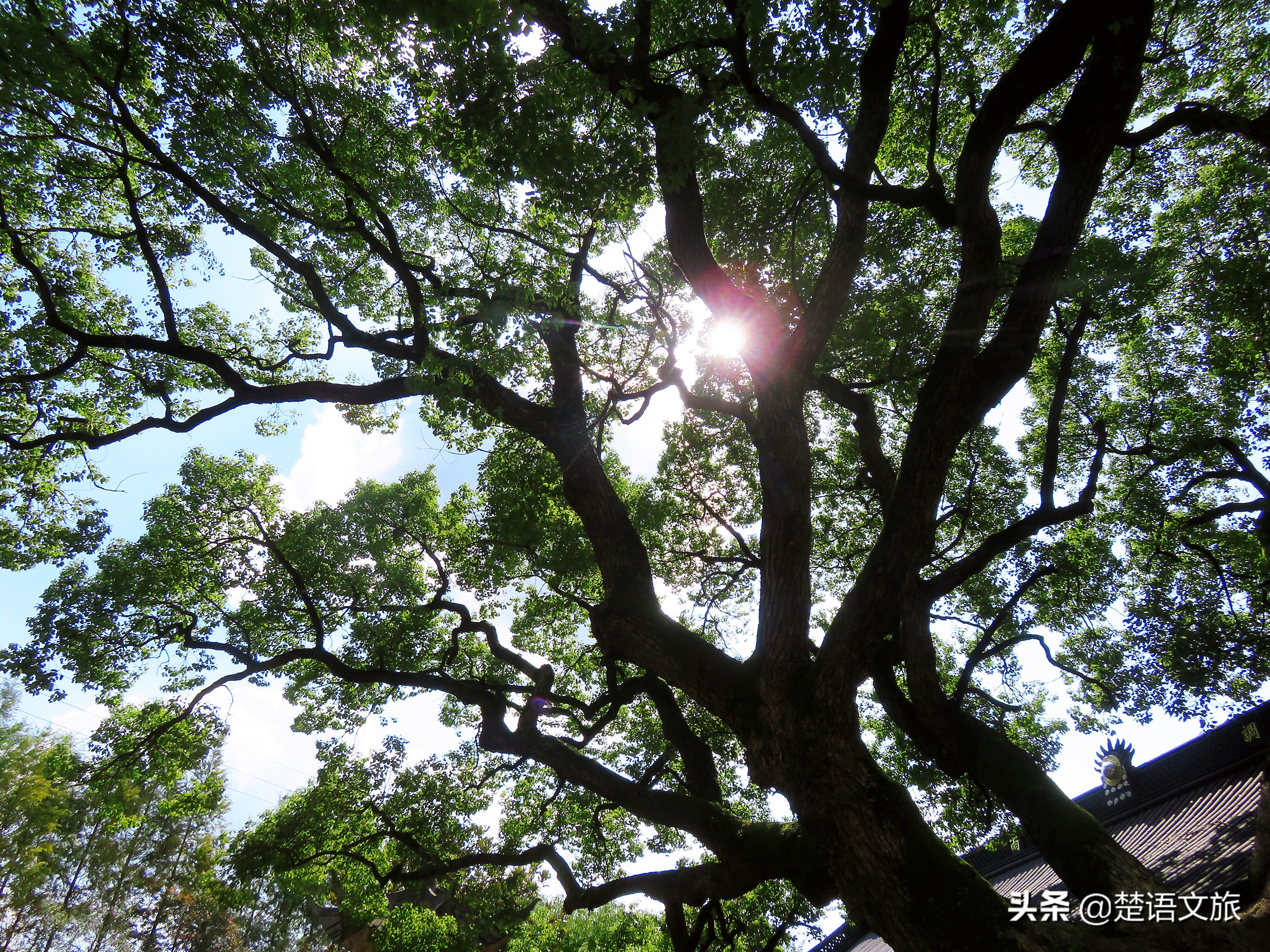 盛产杨梅而闻名的县是哪里,杨梅之乡余姚在什么省