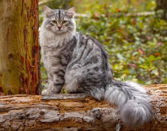 很可怕的5种猫不建议饲养,这5种猫很可怕一般不建议饲养