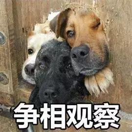 也谈菊花指检那点事儿！