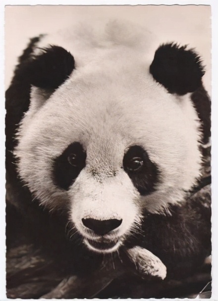 熊猫只值2.5万？美苏不要的“姬姬”，经历坎坷后终得理想归宿