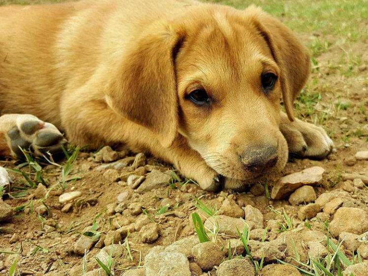 患有狂犬病的狗狗有什么症状,得了狂犬病狗狗症状