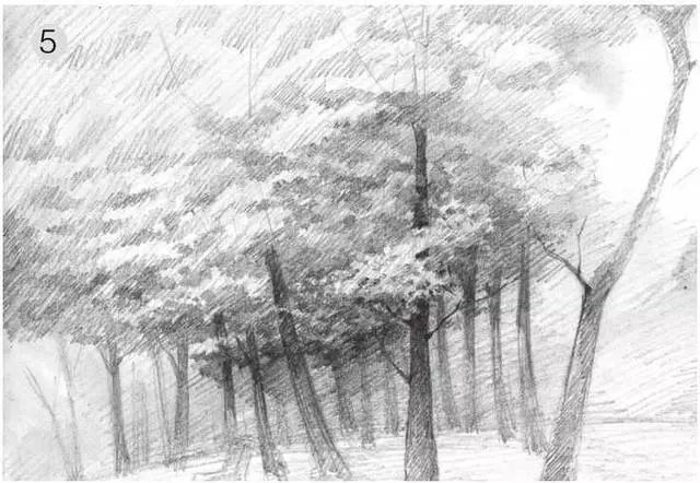 树林素描简单画法,树林中的光影画简单素描