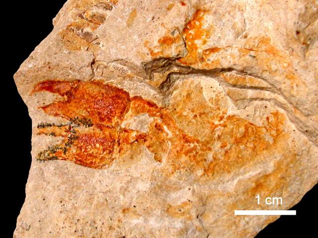 关于螃蟹科普知识,螃蟹科普