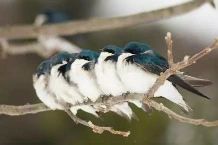 跟它们相比,人类的“*生活性**”无聊至极