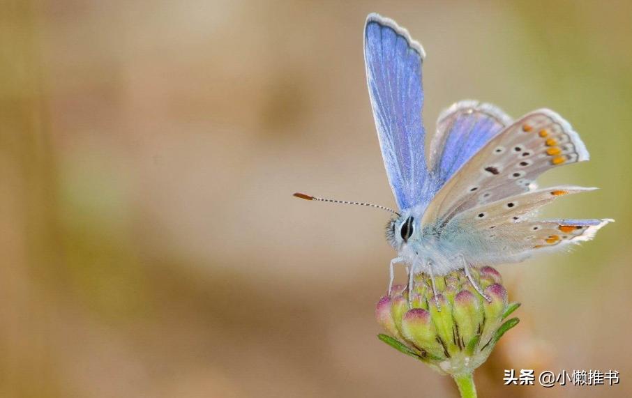 21本霸道总裁小说,现代言情小说推荐霸道总裁排行榜