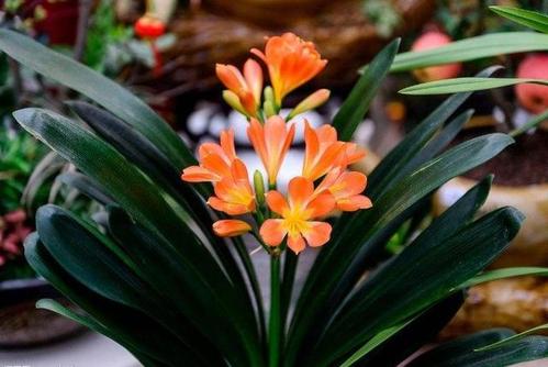 君子兰这样养叶片更油绿光亮,君子兰一年四季养殖方法和技巧