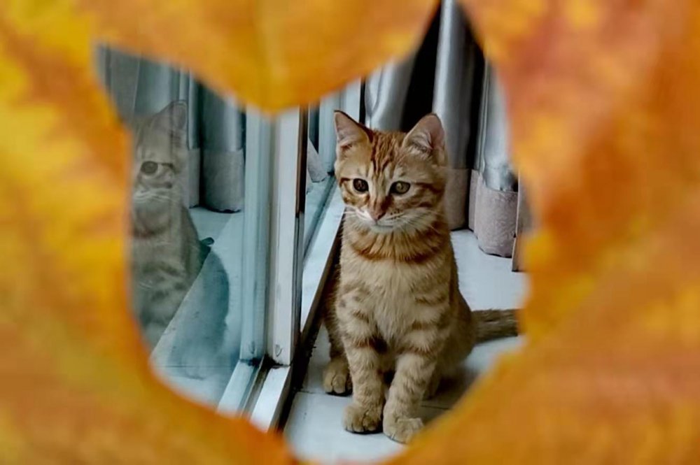 *草烟**微语丨昨夜今晨*草烟**事02.232021