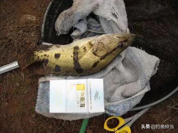 松花江鳜鱼生存环境,松花江的鳜鱼