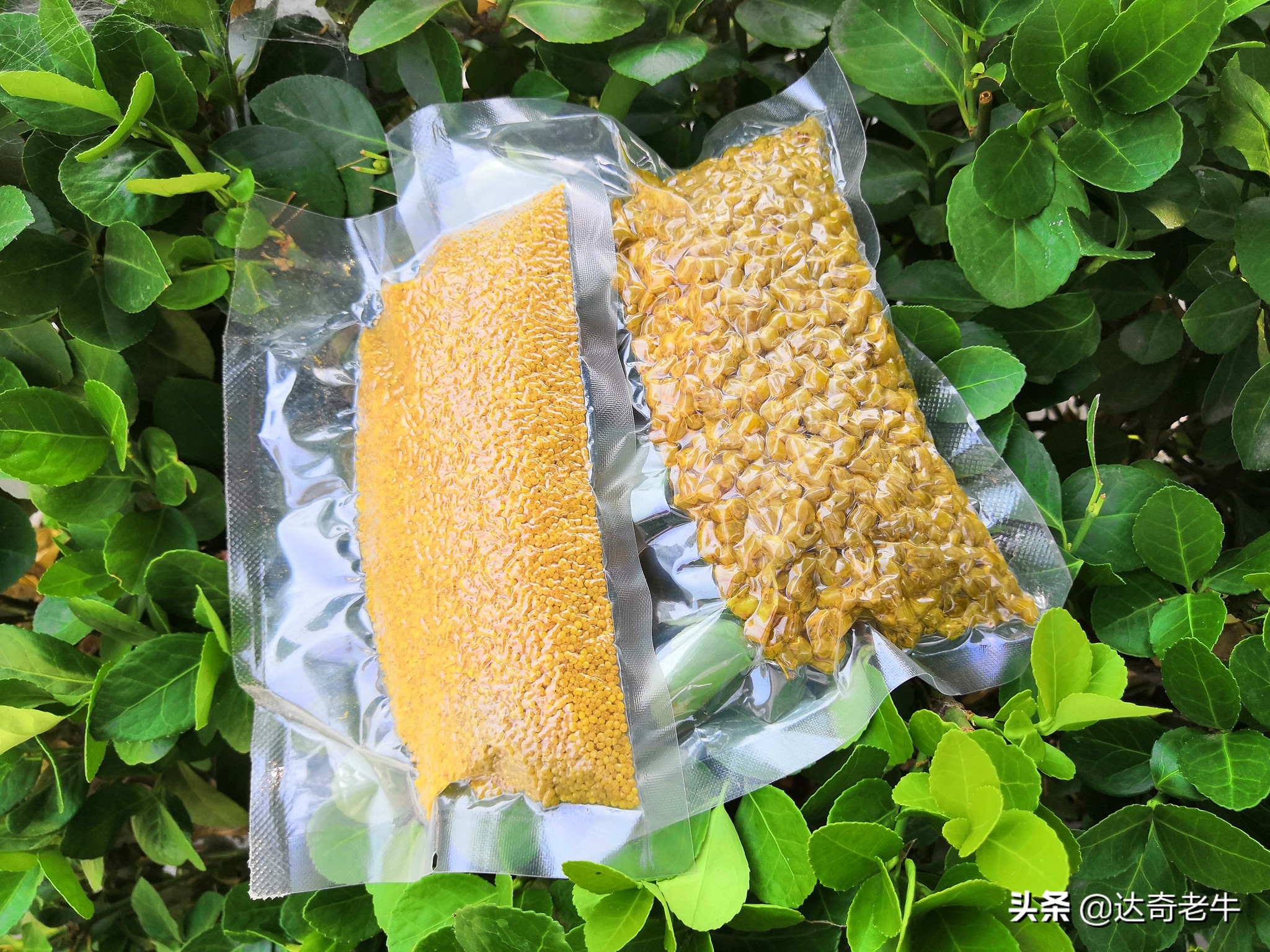 vb麦粒饵搭配窝料,vb麦粒饵可以钓哪些鱼