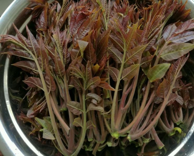 这5种大树，颜值高，经济实用，老一辈人生活经验中见证过的