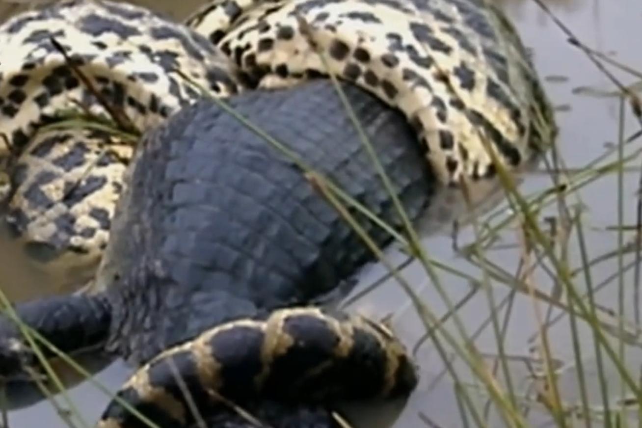 亚马逊森蚺真的能生吞活人吗?猎捕方式告诉你可能性极低