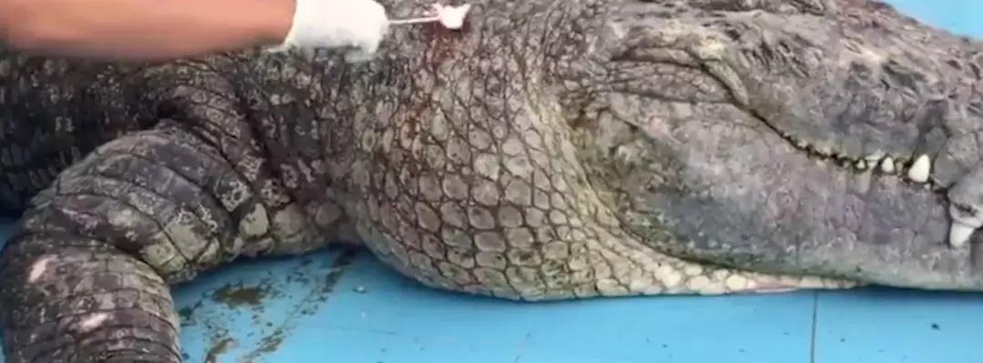 百万巨鳄砸死鳄鱼,鳄鱼被石头打伤