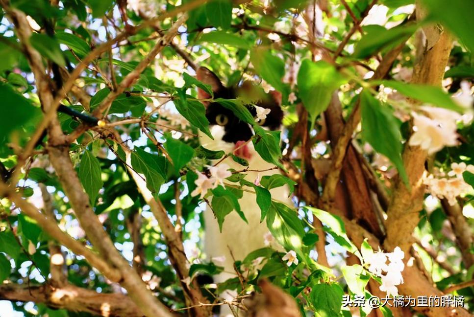 如何带着猫咪自驾游,带着小猫自驾游猫咪怎么上厕所