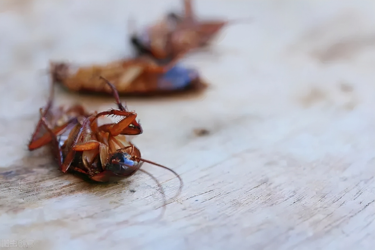 蟑螂可以踩死吗会留下虫卵吗,蟑螂踩了真的会留下虫卵吗