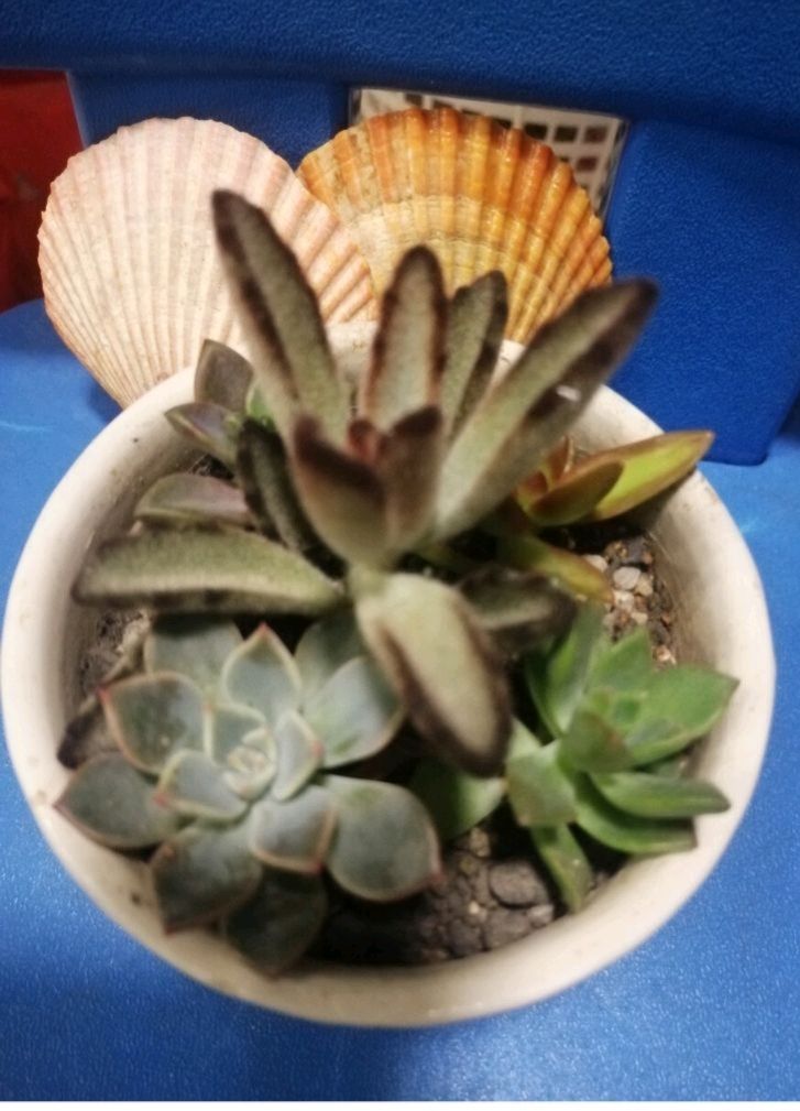 摆摊真的赚钱吗？摆过泡沫肠粉，摆过套圈圈