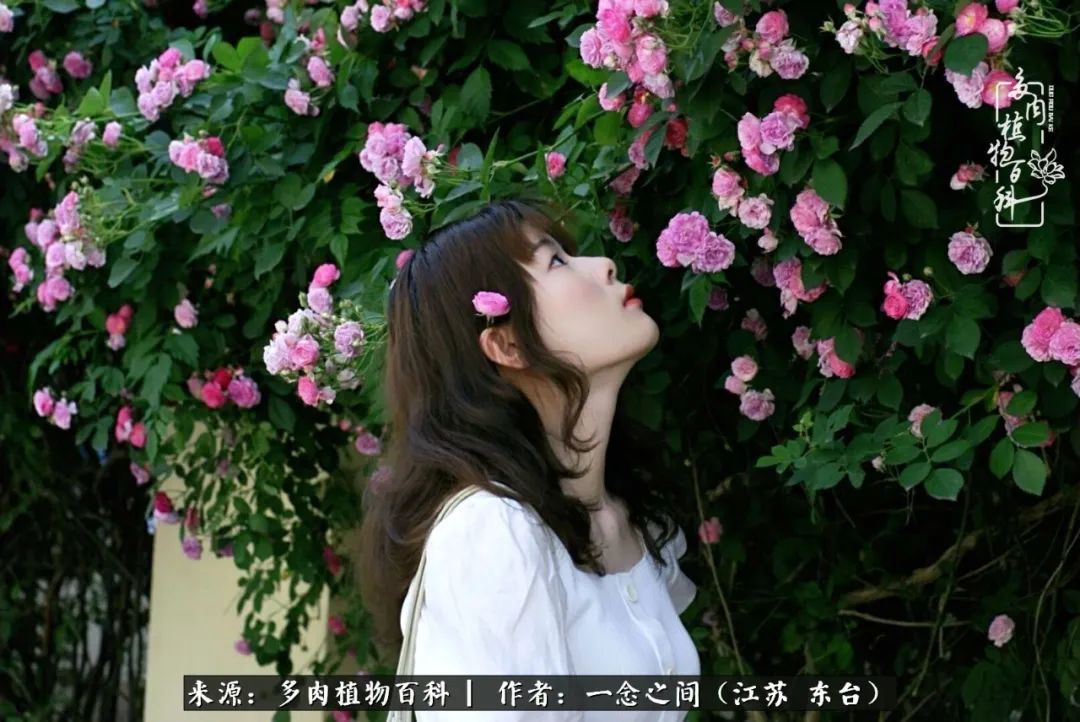 遇见花开蓝莓糖,遇见花开蔬菜沙拉酱