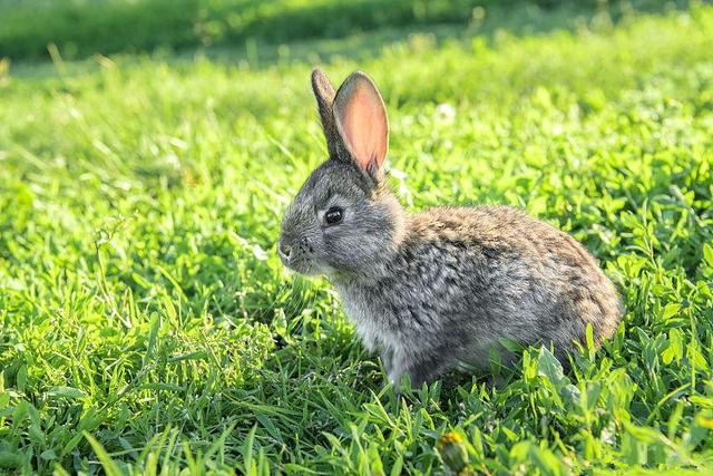 养兔顺口溜公兔母兔区分,养兔多少只母兔配一只公兔