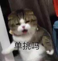 猫咪犯了错该如何批评？这2个错误的方式不要再用了
