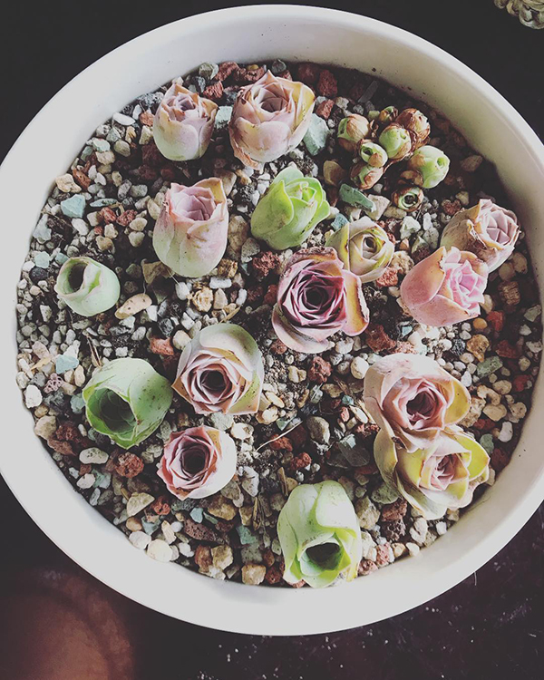 养多肉小球玫瑰的高盆,多肉可爱玫瑰夏季如何养